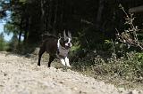 BOSTON TERRIER 024